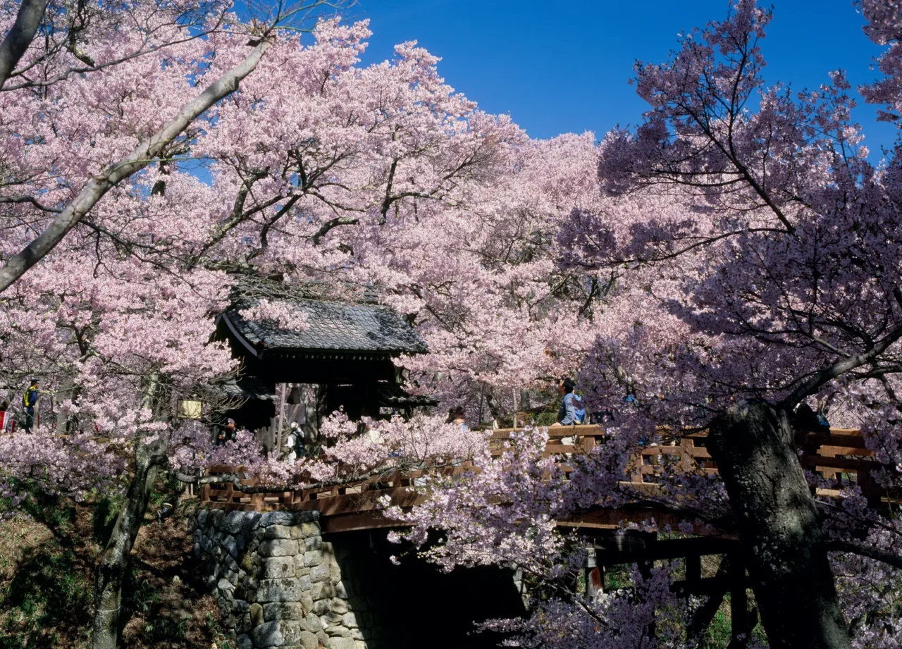 日本賞櫻必訪聖地｜奈良吉野山櫻花海、長野高遠「天下第一櫻」、青森弘前櫻花盛宴